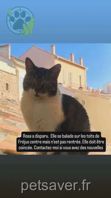 gatta lost    Fréjus Rosa