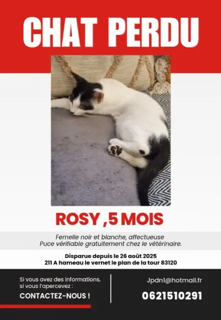 chatte lost   83120 Le Plan-de-la-Tour Rosy