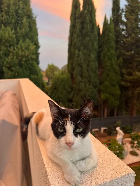 chatte lost    Fréjus Rouxy