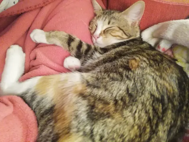 chatte lost    Fréjus Rubis