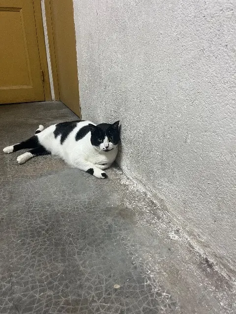 chatte lost   83550 Vidauban Ruby