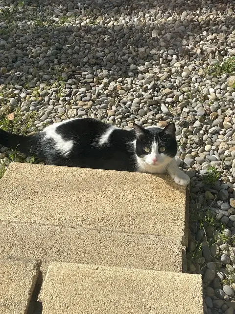 chatte lost   83140 Six-Fours-les-Plages Saiko