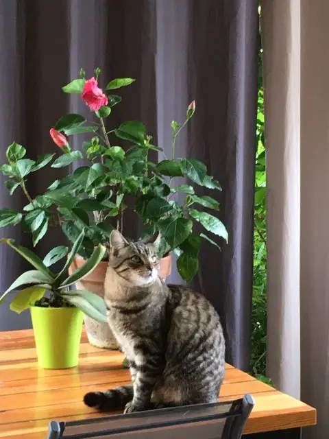 chatte lost   83440 Montauroux Savanah