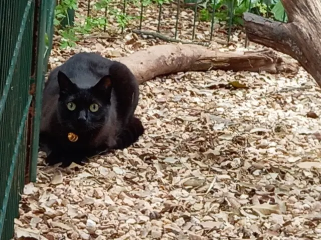 chatte lost   83400 Hyères Shuri