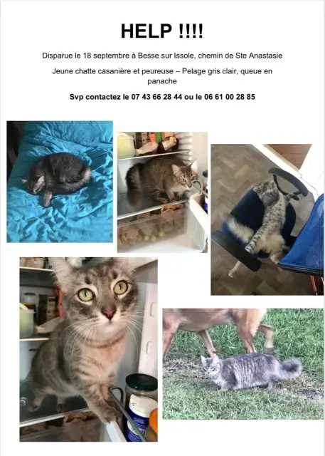 chatte lost   83890 Besse-sur-Issole Shy