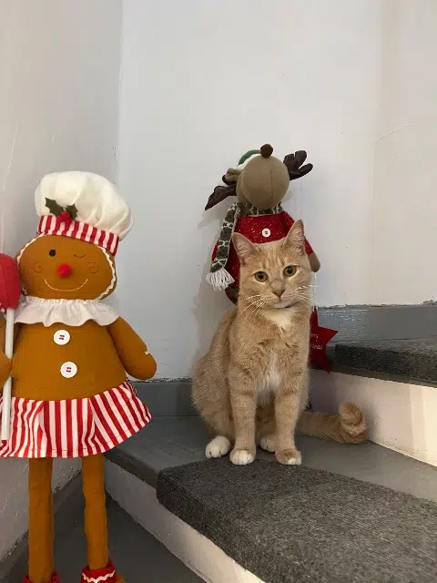 chatte lost   83210 Solliès-Pont Sissy