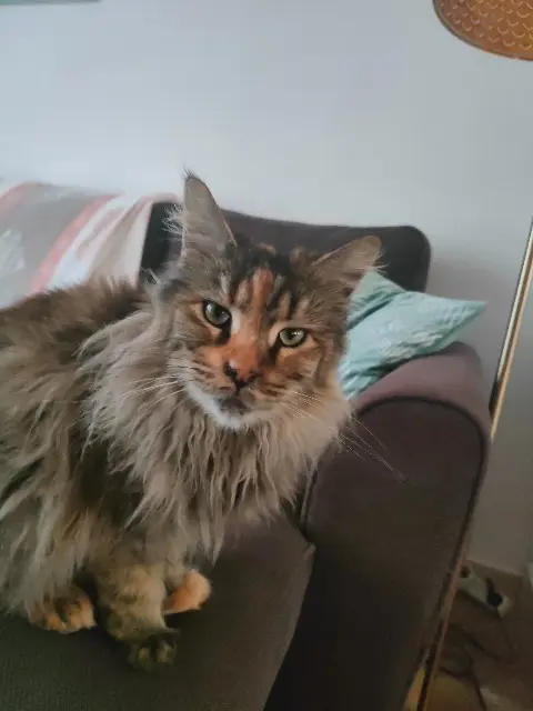 chatte lost   83460 Les Arcs Soleil