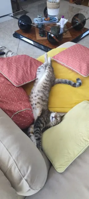 chatte lost   83190 Ollioules Suki