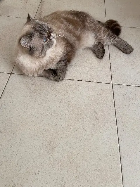 chatte lost   83130 La Garde TAMISE