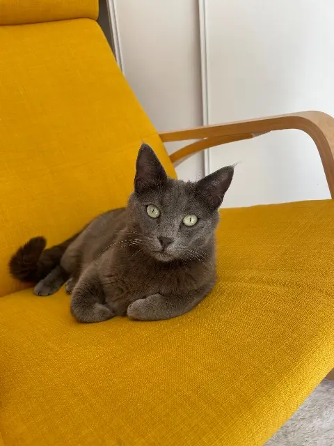 chatte lost   83300 Draguignan Tekila