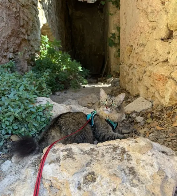 Katze vermisst 83570 Cotignac Tequila Katze lost 83570 Cotignac Tequila