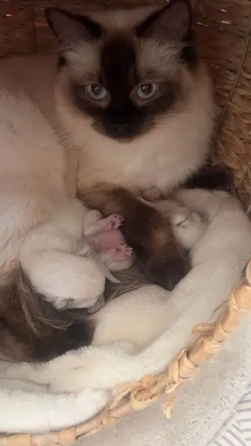 chatte lost   83510 Lorgues Thal