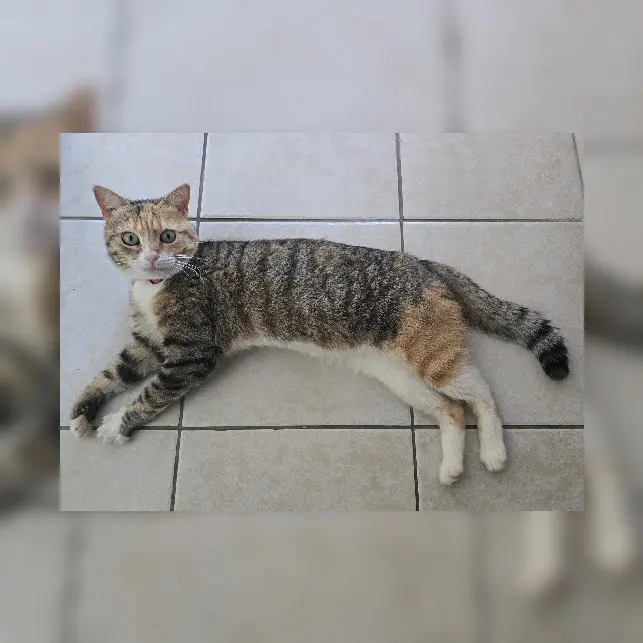 Chatte Perdue 83 Var - Tiny Chatte Perdue 83 Var - Tiny