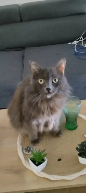 chatte lost   83140 Six-Fours-les-Plages Titoune