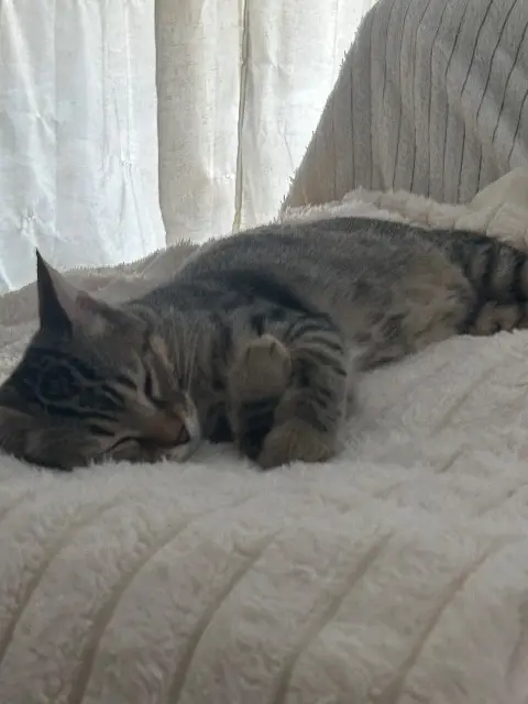 chatte lost    Toulon Aria