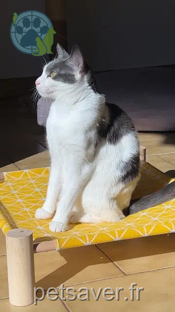 chatte lost    Toulon Arya