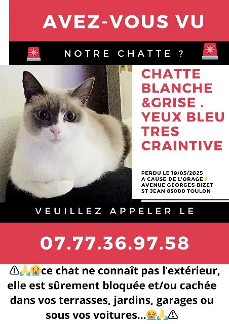 chatte perdue Toulon Bibi chatte lost Toulon Bibi