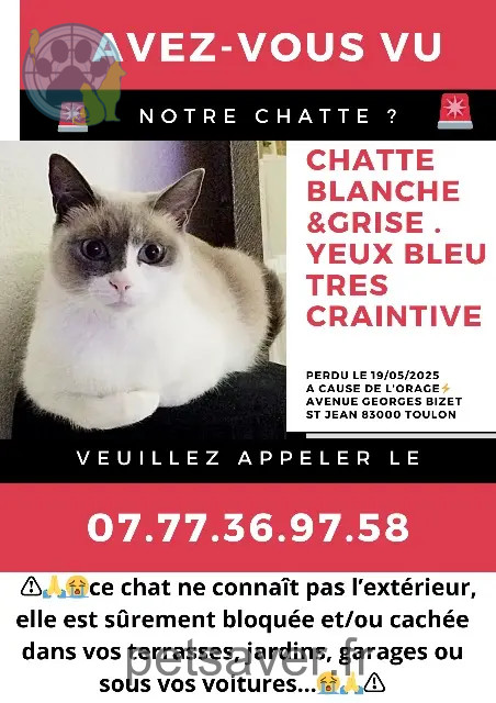 Katze vermisst Toulon Bibi Katze lost Toulon Bibi