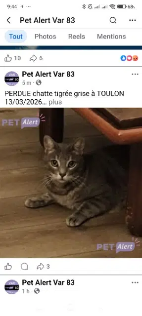 chatte lost    Toulon Calie