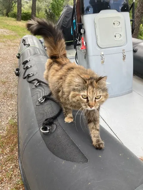 chatte lost    Toulon Canelle
