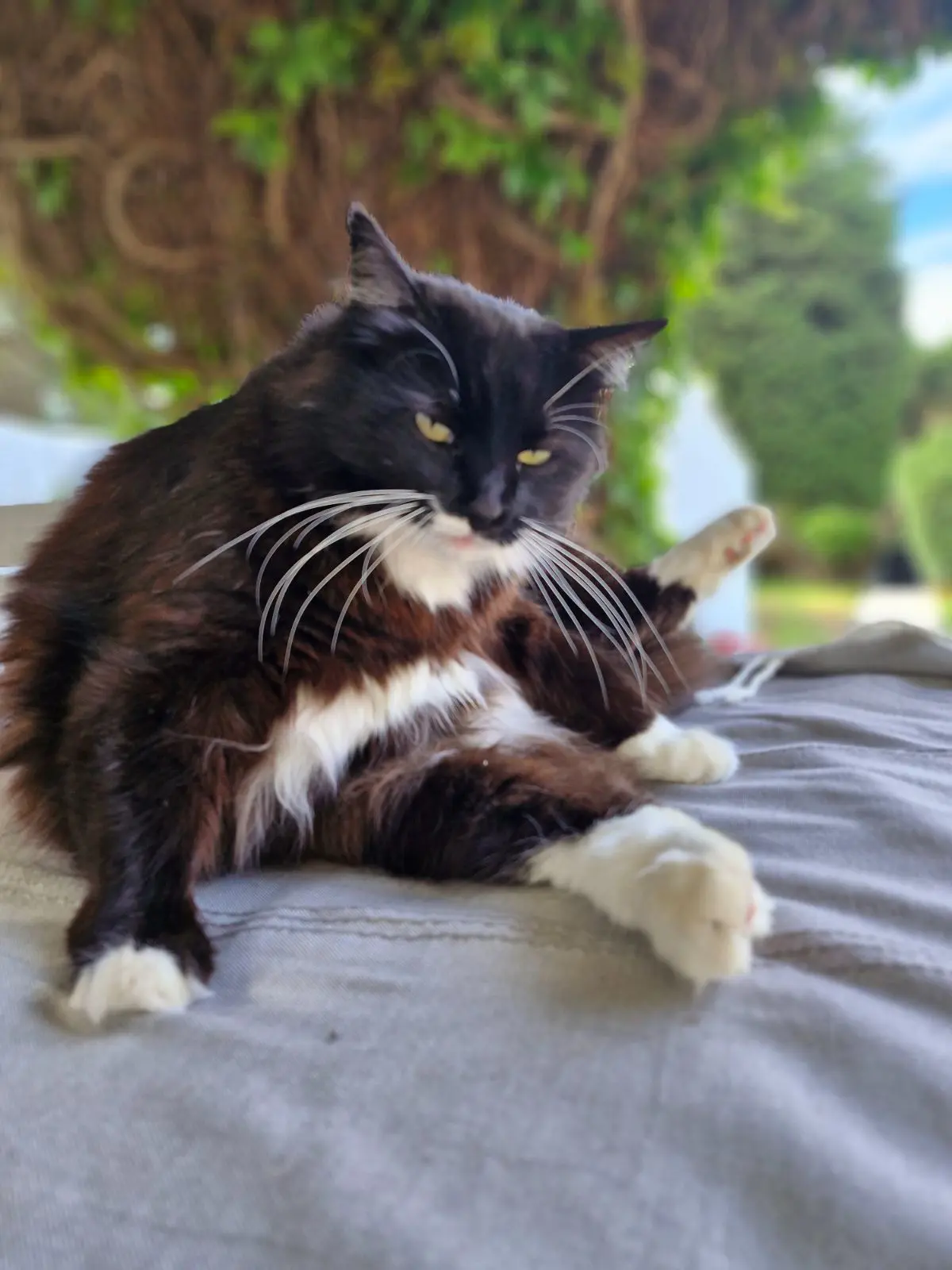 Chatte Perdue 83 Var Toulon - Fifille Chatte Perdue 83 Var Toulon - Fifille