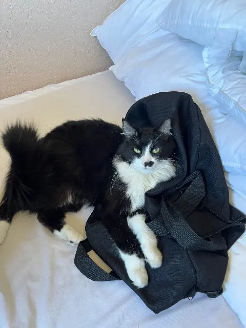 chatte lost    Toulon Hadesse