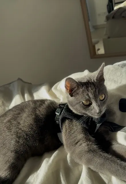 chatte lost    Toulon Hana