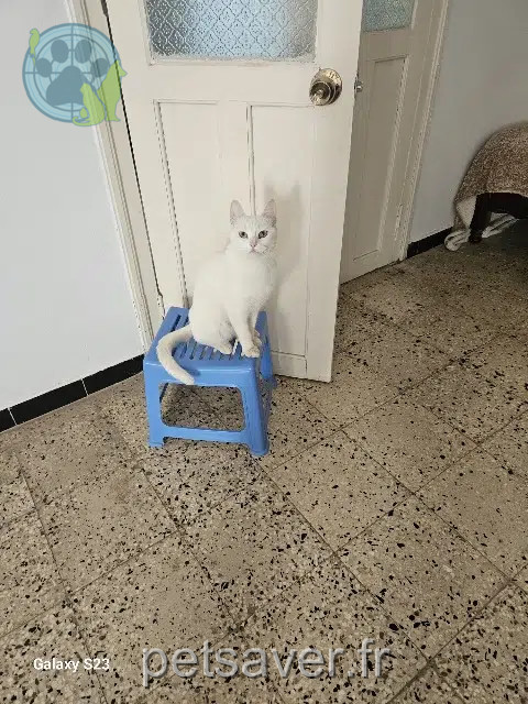 chatte lost    Toulon Kitty