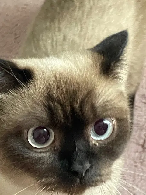chatte lost    Toulon Kitty
