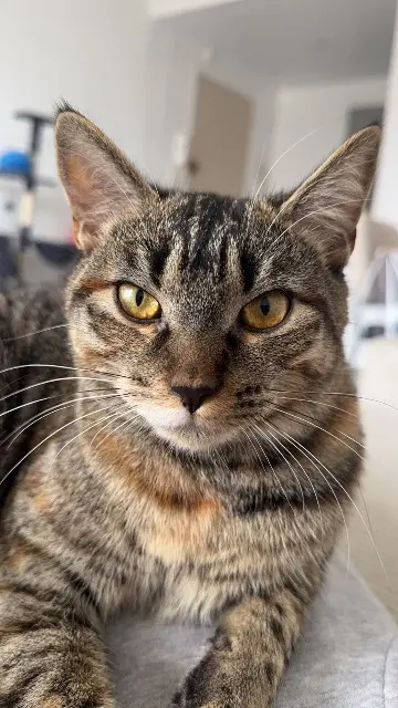 chatte lost    Toulon Luci
