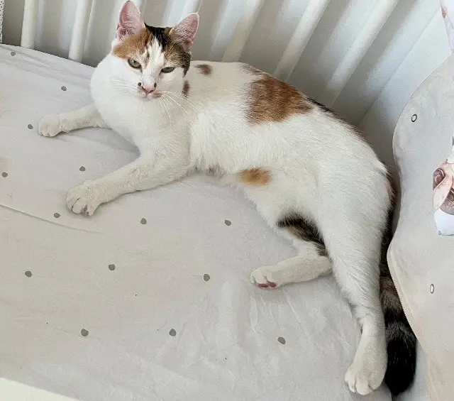 chatte lost    Toulon Maïdo