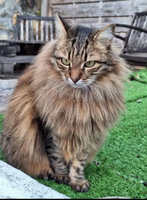 chatte lost    Toulon Mimi