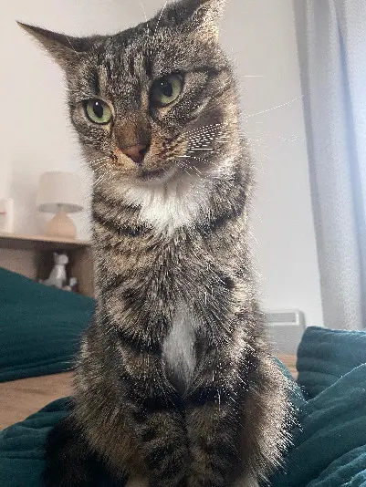 Chatte Perdue 83 Var Toulon - Nany Chatte Perdue 83 Var Toulon - Nany