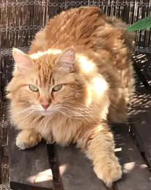 Chatte Perdue 83 Var Toulon - Plume Chatte Perdue 83 Var Toulon - Plume