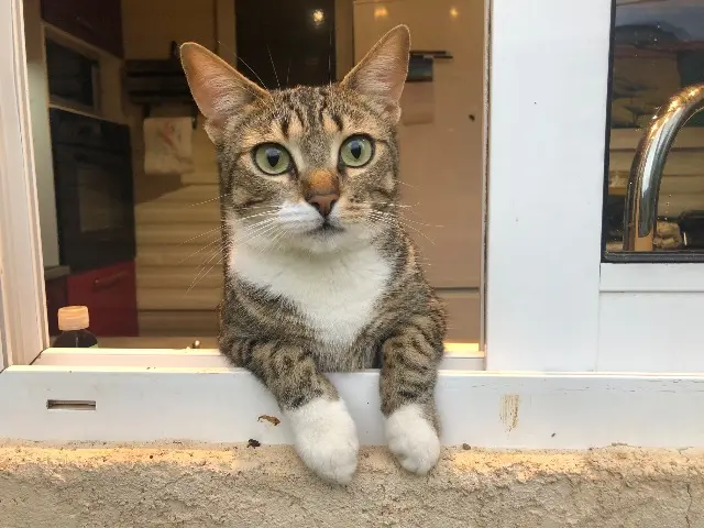 chatte lost    Toulon Pumba