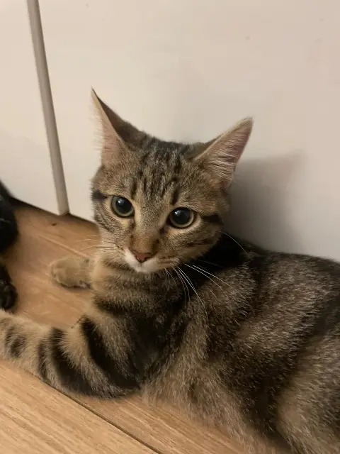 chatte lost    Toulon Razmo