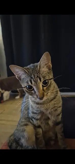 chatte lost    Toulon Ruby
