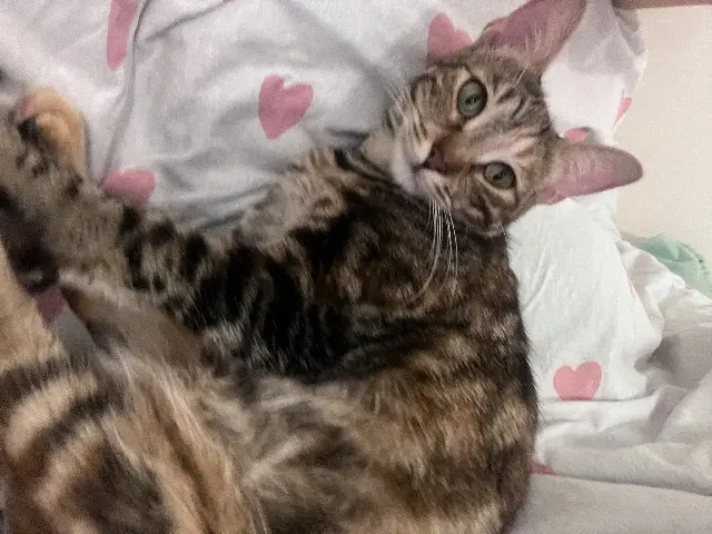 chatte lost    Toulon Sahel