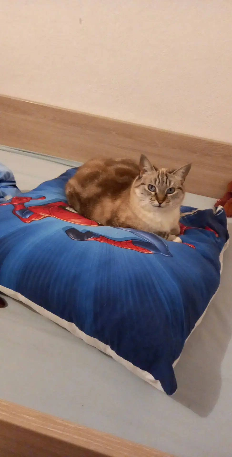 Chatte Perdue 83 Var Toulon - Twain Chatte Perdue 83 Var Toulon - Twain