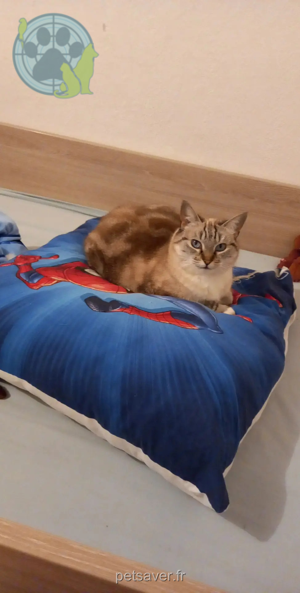 Chatte Perdue 83 Var Toulon - Twain Chatte Perdue 83 Var Toulon - Twain