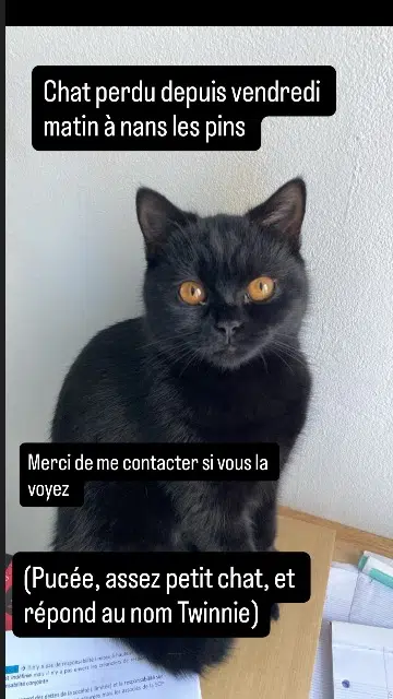 chatte lost   83860 Nans-les-Pins Twinnie