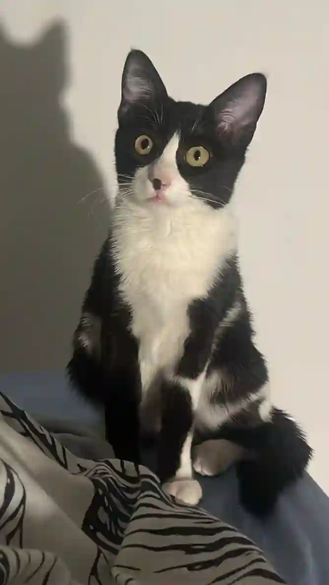 Chatte Perdue 83 Var - Uma Chatte Perdue 83 Var - Uma
