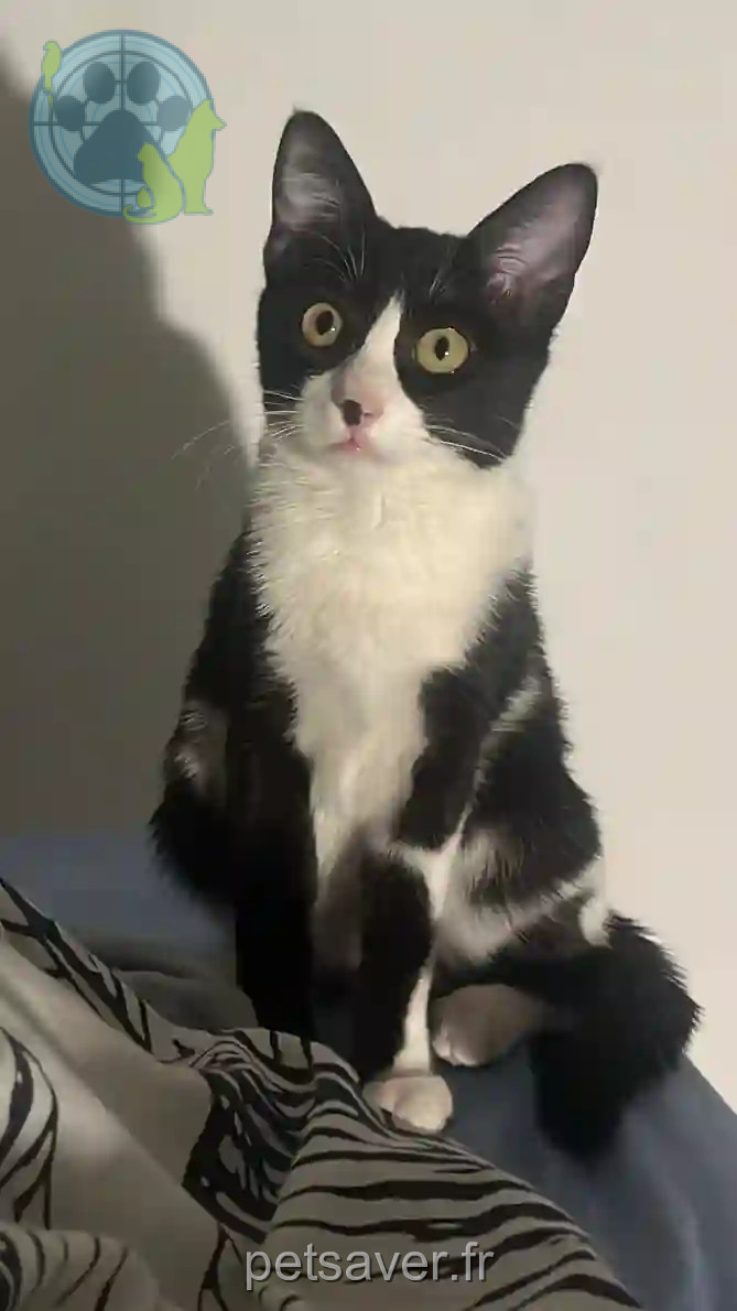Chatte Perdue 83 Var - Uma Chatte Perdue 83 Var - Uma