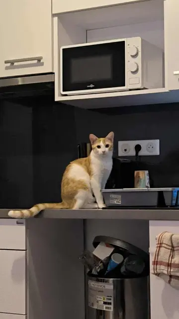 chatte lost    Fréjus Vanille