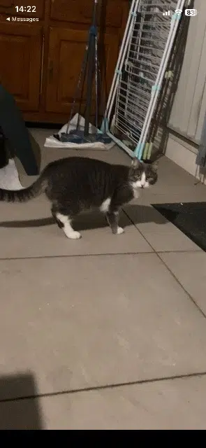 chatte lost   83210 Solliès-Pont Vaïana