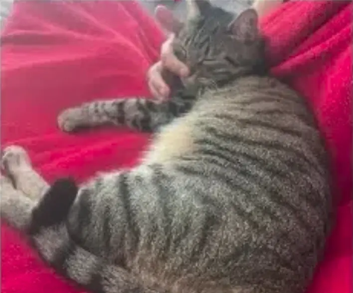 chatte lost   83130 La Garde Vicky