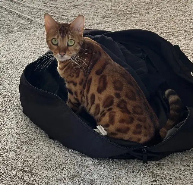 chatte lost   83400 Hyères Wavy