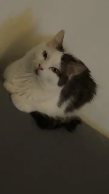 chatte lost   83690 Salernes Winnie