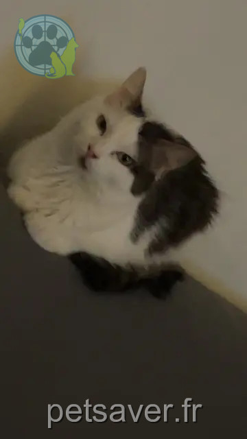 cat lost 83690 Salernes Winnie cat lost 83690 Salernes Winnie
