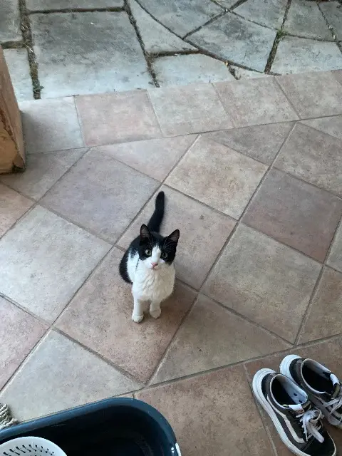 chatte lost   83390 Pierrefeu-du-Var Yellow